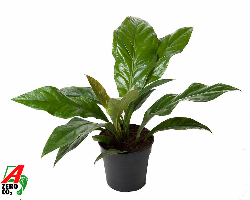 Picture of Anthurium Jungle Bush 1PP P21 60CM