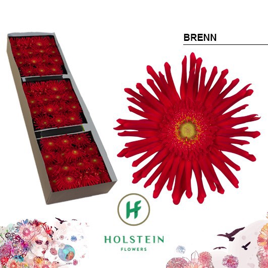 Gerbera Pasta Brenn Doos