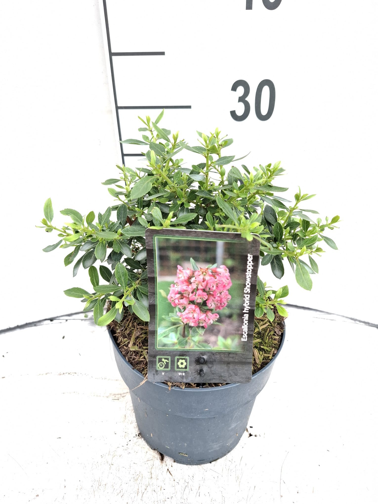 Escallonia laevis 'Showstopper'