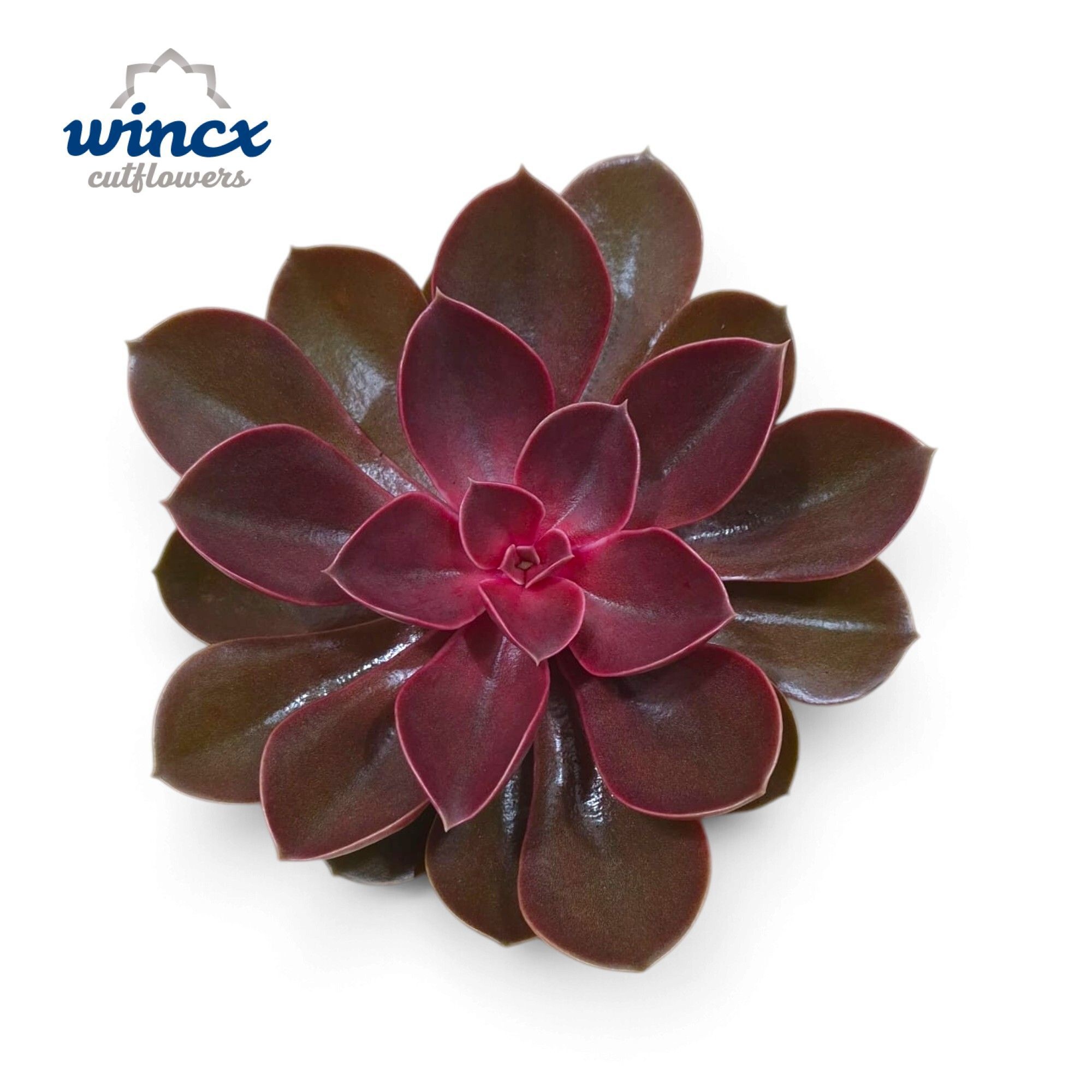 Echeveria Red Ruby Cutflower
