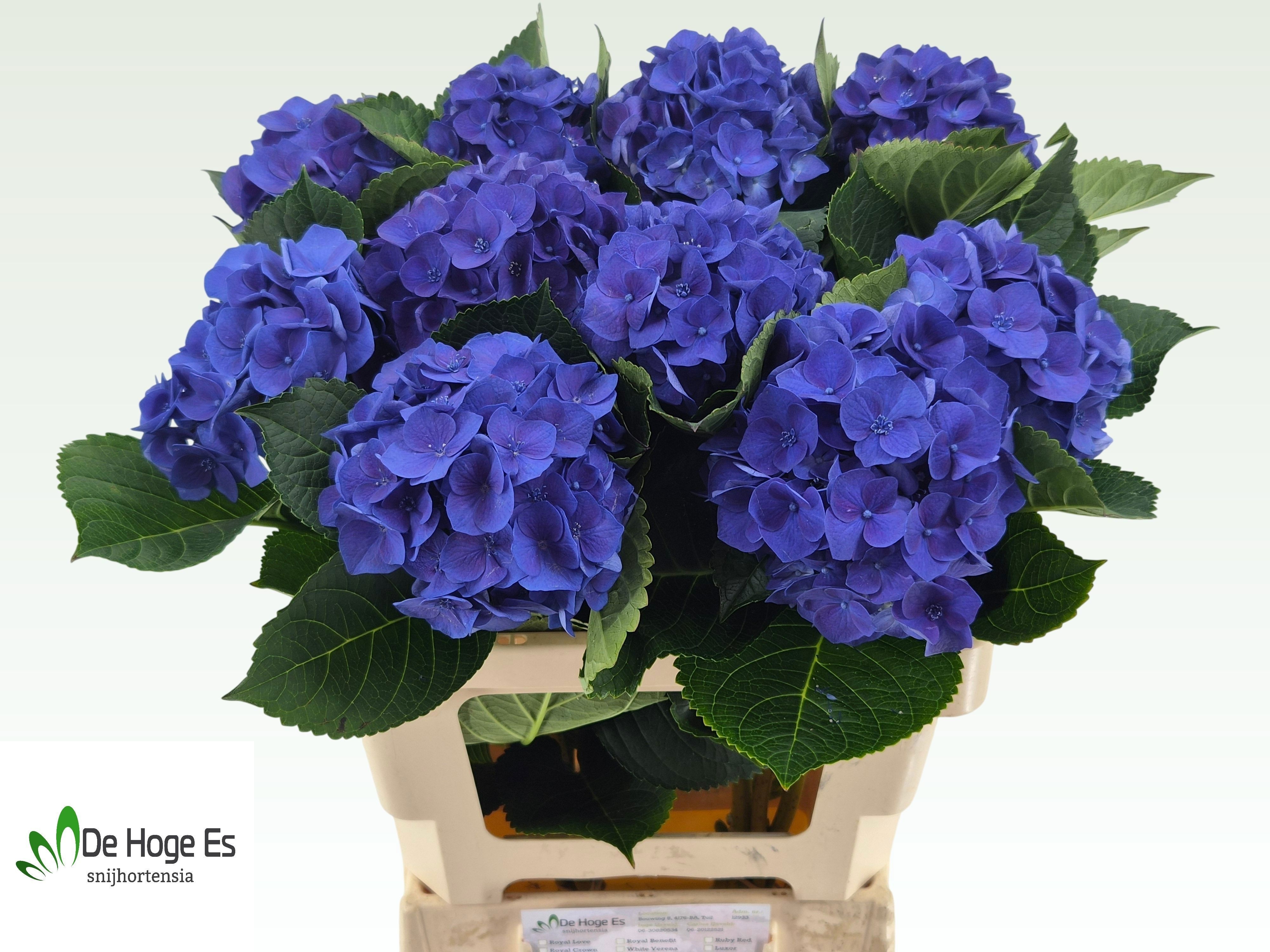 Hydrangea Royal Crown Blue 60cm 12Ø