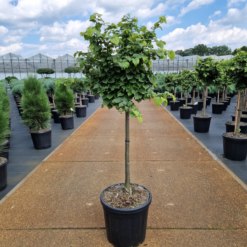 Picture of Tilia cordata Komsta C18 60/STD (LOOSE)