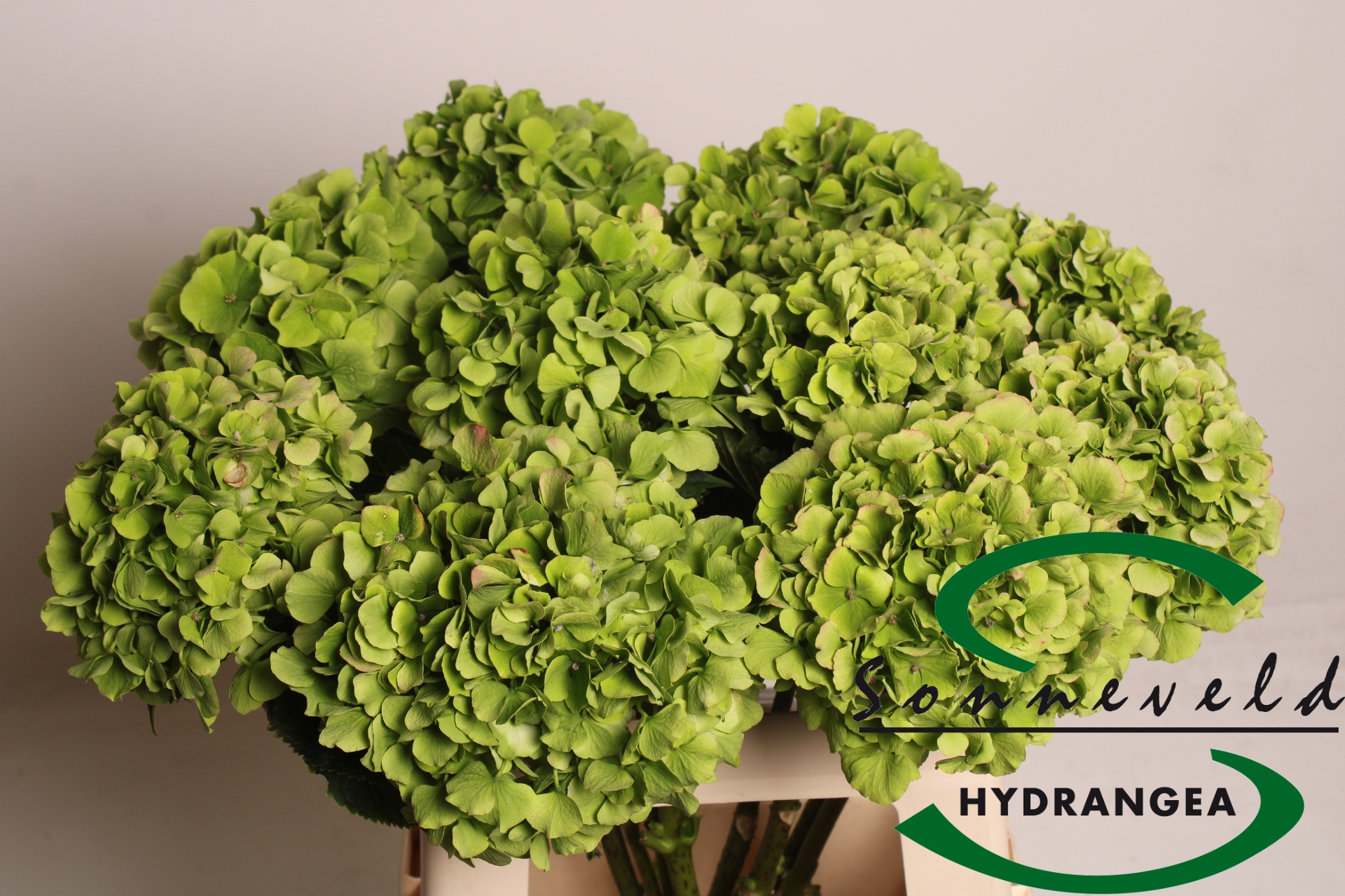 Hydrangea Verena Classic Pink 60cm 13Ø