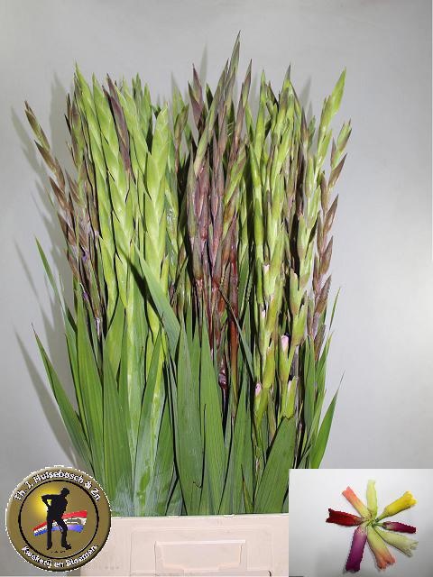 Gladiolus Mixed In Bucket 100cm 150gram
