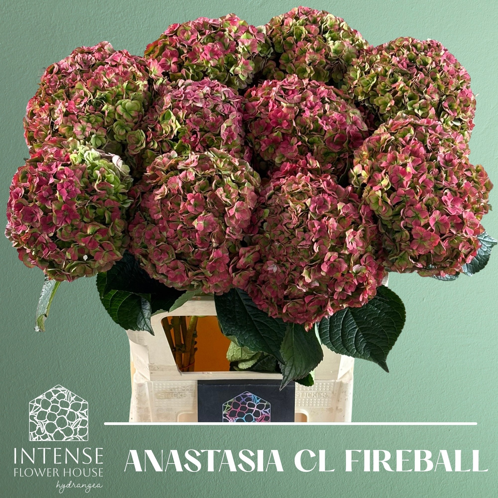Hydrangea Royal Anastasia Classic 80cm 22Ø