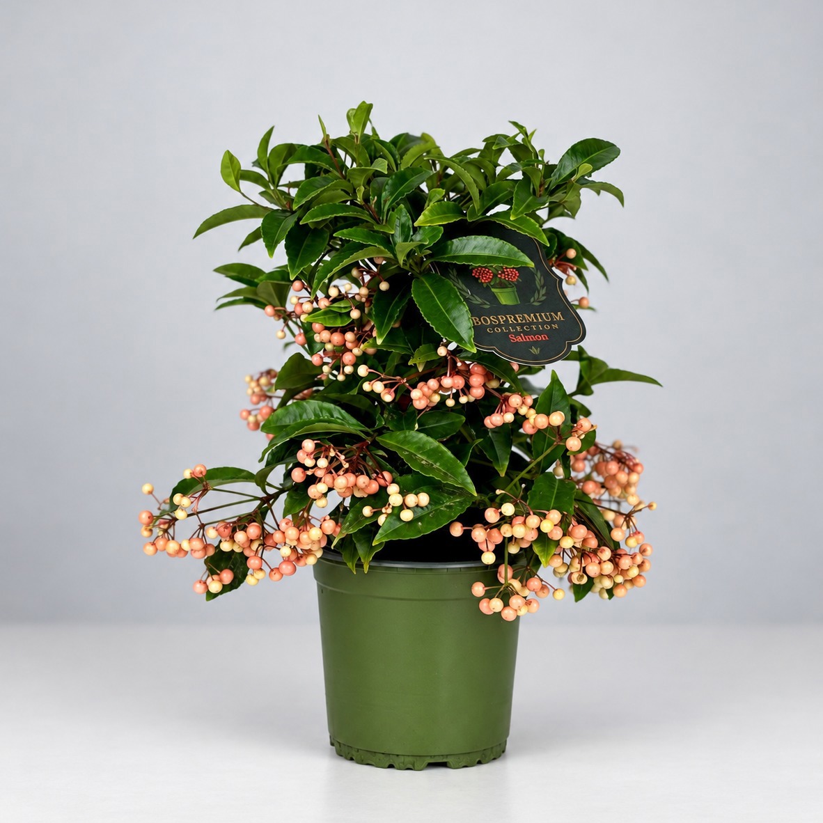 Ardisia crenata Bospremium Salmon