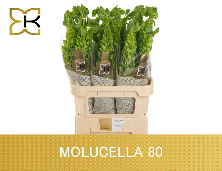 Molucella Esulema 80cm 40gram