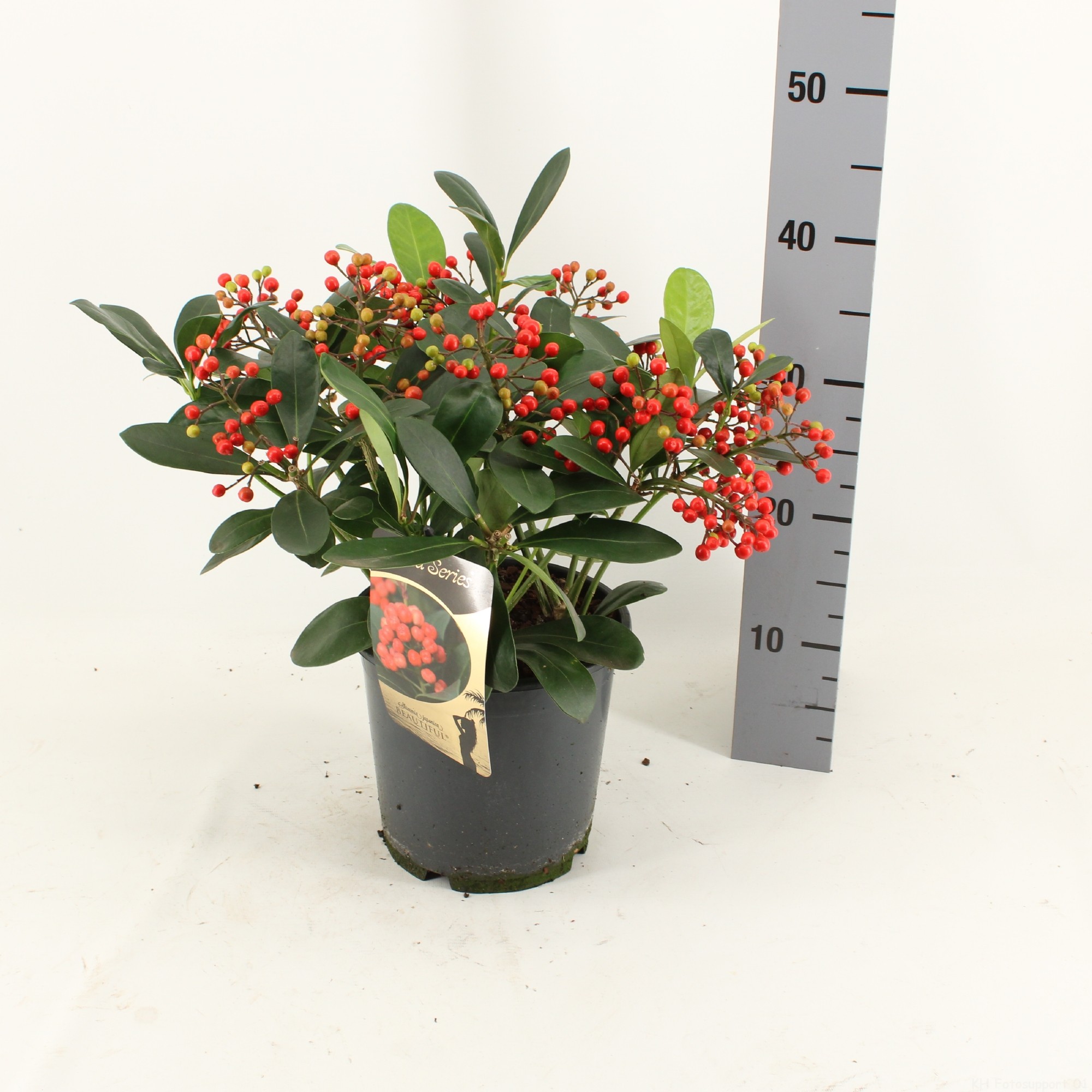 Picture of Skimmia japonica BEAUTIFUL ® P19 45cm (LOOSE)