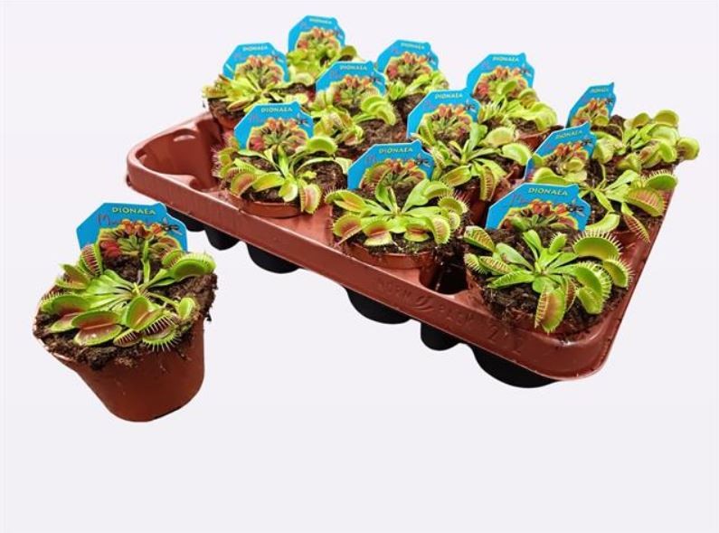 Picture of Dionaea muscipula Hybrid (Carnivorous) P9 10CM