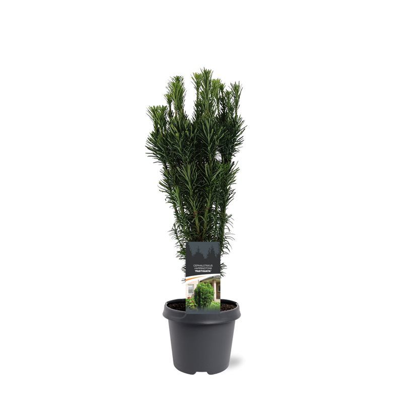 Cephalotaxus harringtonii 'Fastigiata'