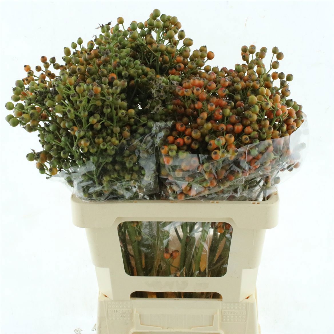 Rosa Mag Autumn Fame 50cm