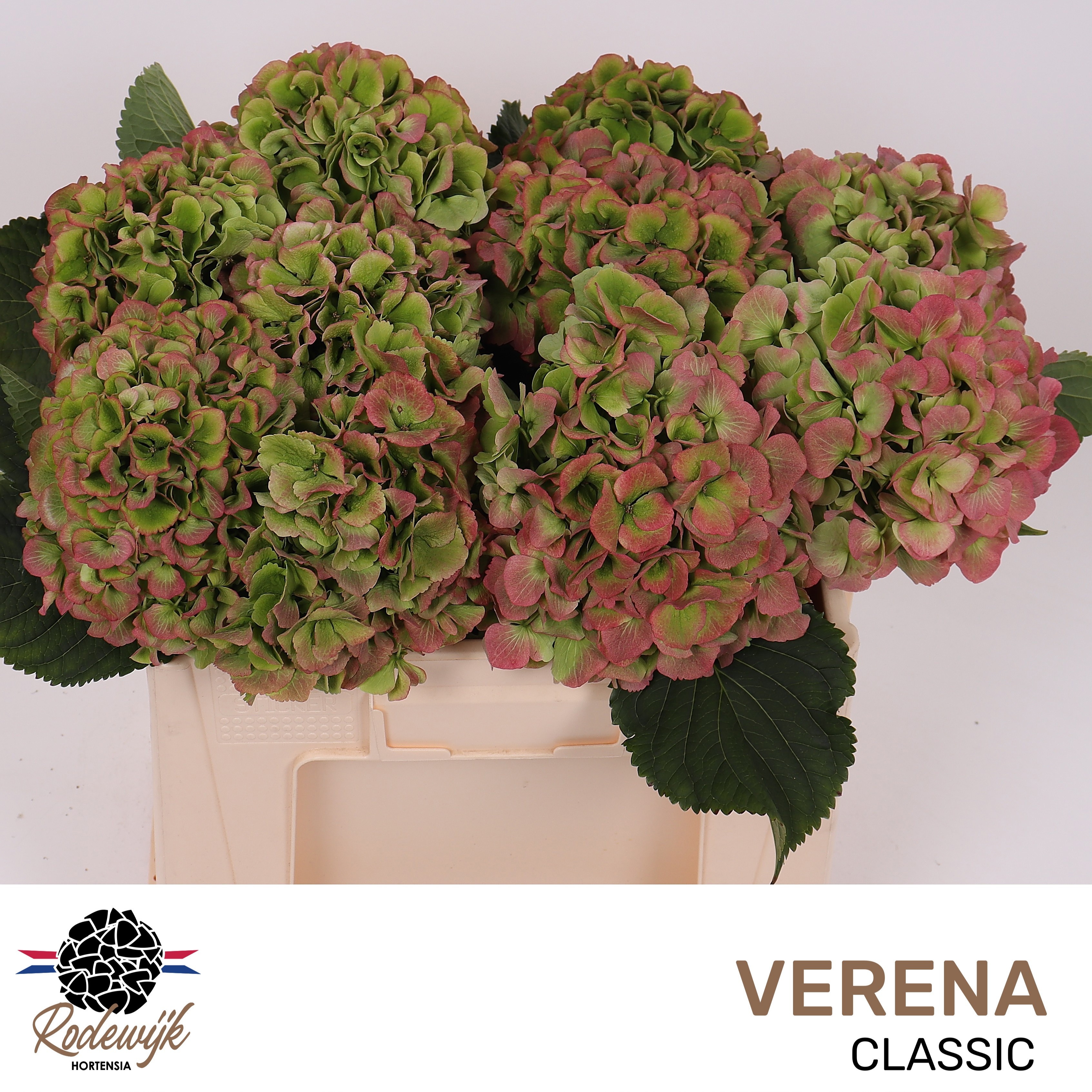 Hydrangea Verena Classic Pink 40cm 14Ø