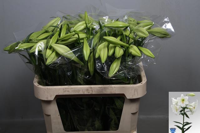 Lilium Lo White Heaven 70cm 2/4bl