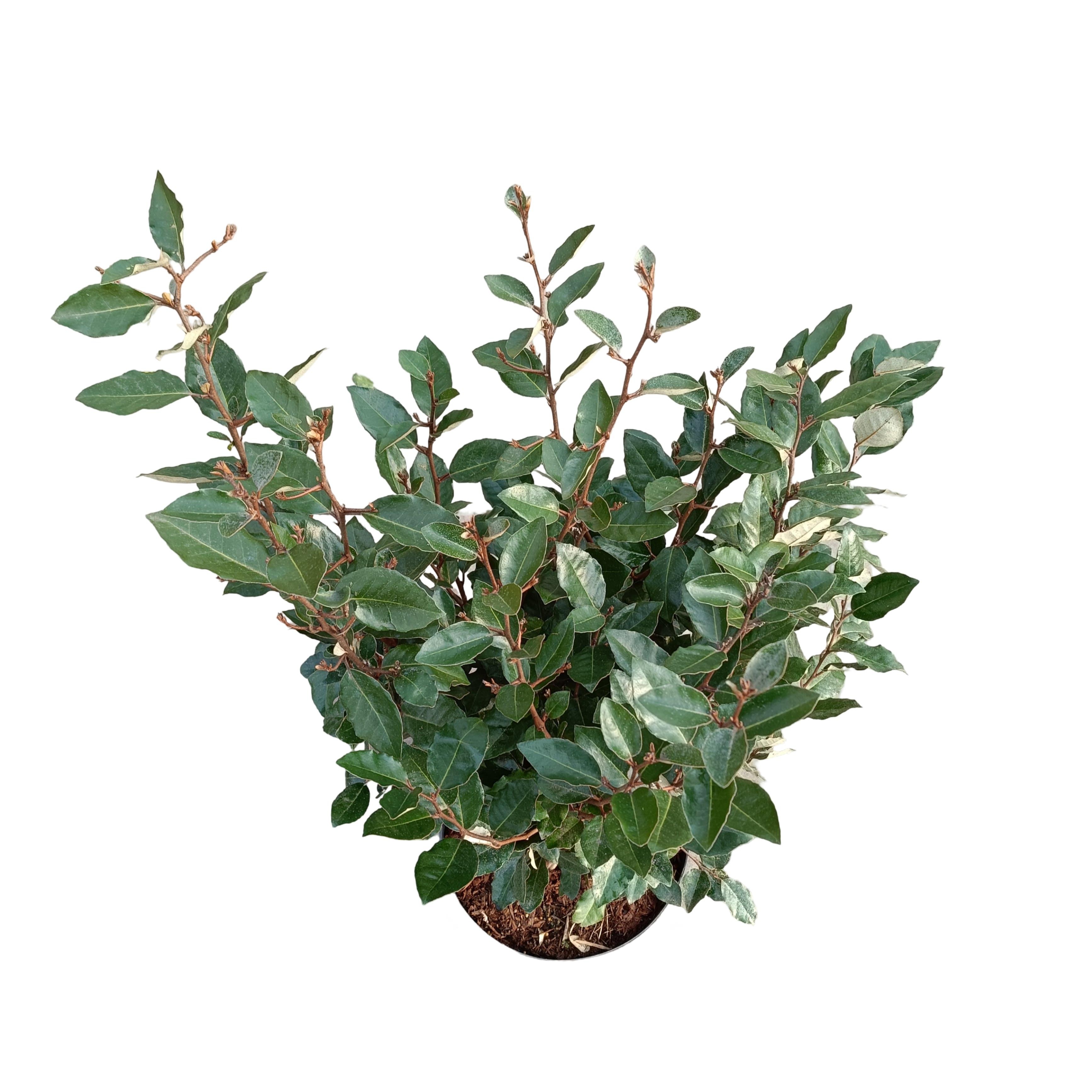 Picture of Elaeagnus ebbingei 'Compacta' C10