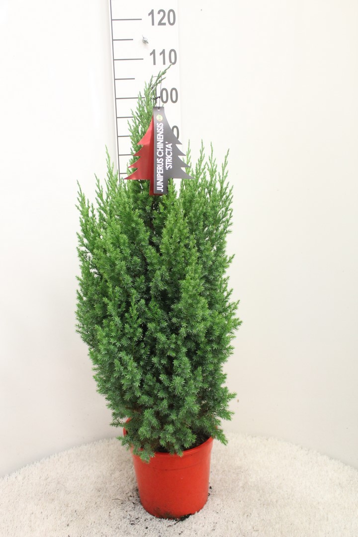 Picture of Juniperus chinensis Stricta P24 (6 Ltr) 85CM-INC-POT/POTGROWN