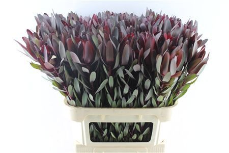 Leucadendron Safari Sunset 80cm