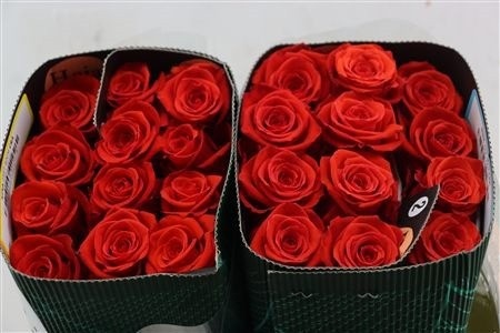 Rosa 60cm