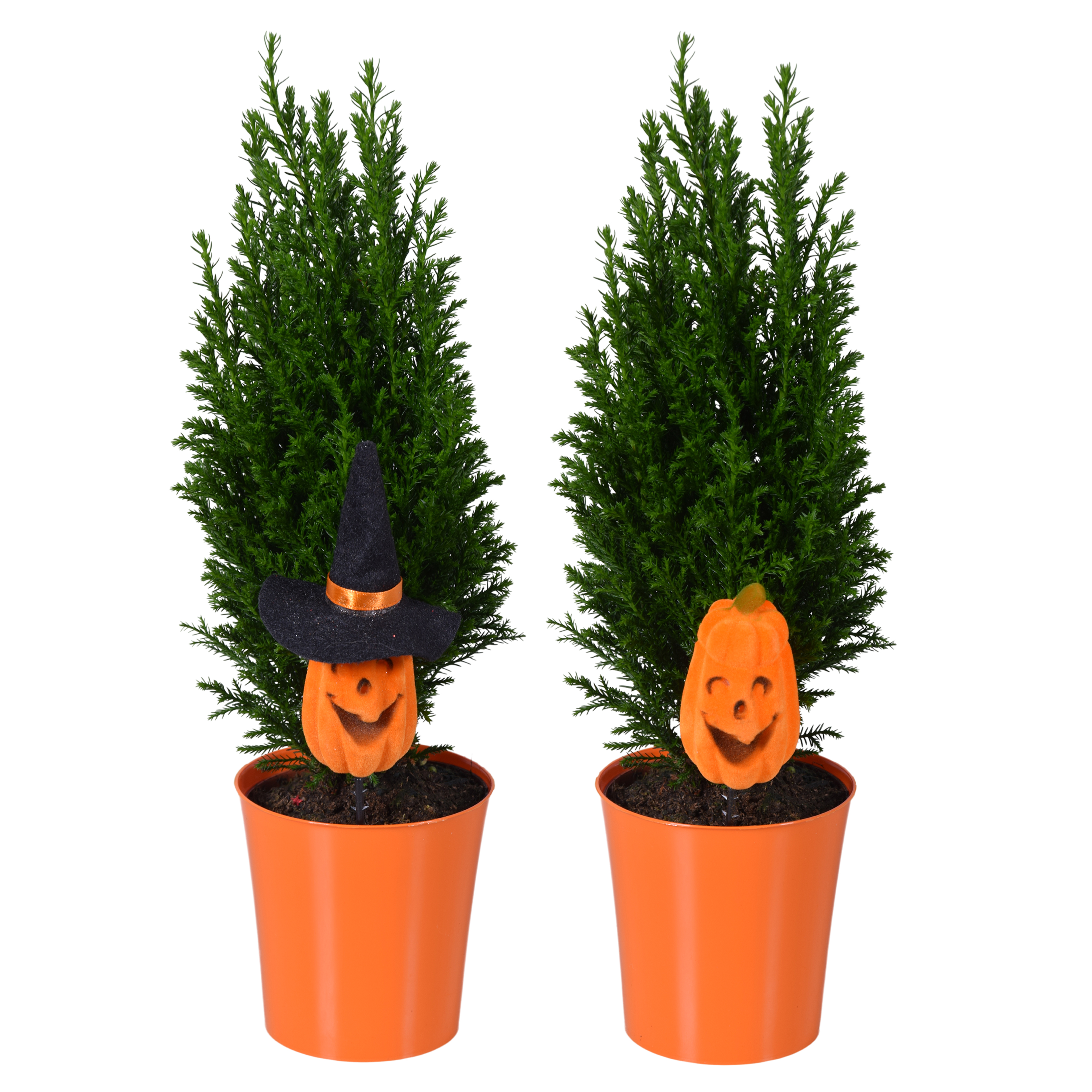 Picture of Ellwoodii TST Halloween P9 35CM