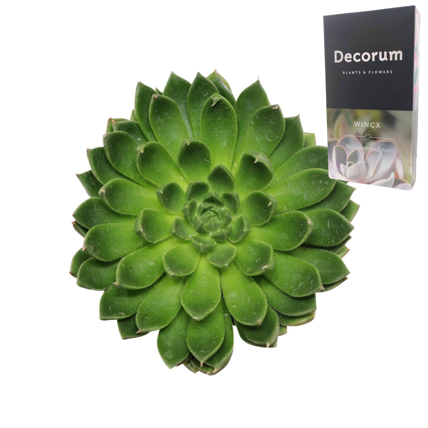 Echeveria Setosa Victor Cutflower