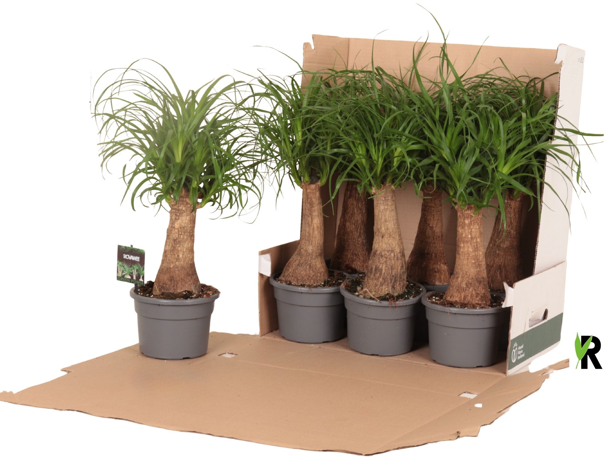 Beaucarnea rec. rechte stam in fust 352