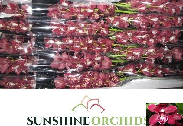 Cymbidium Mini Amanda 50cm