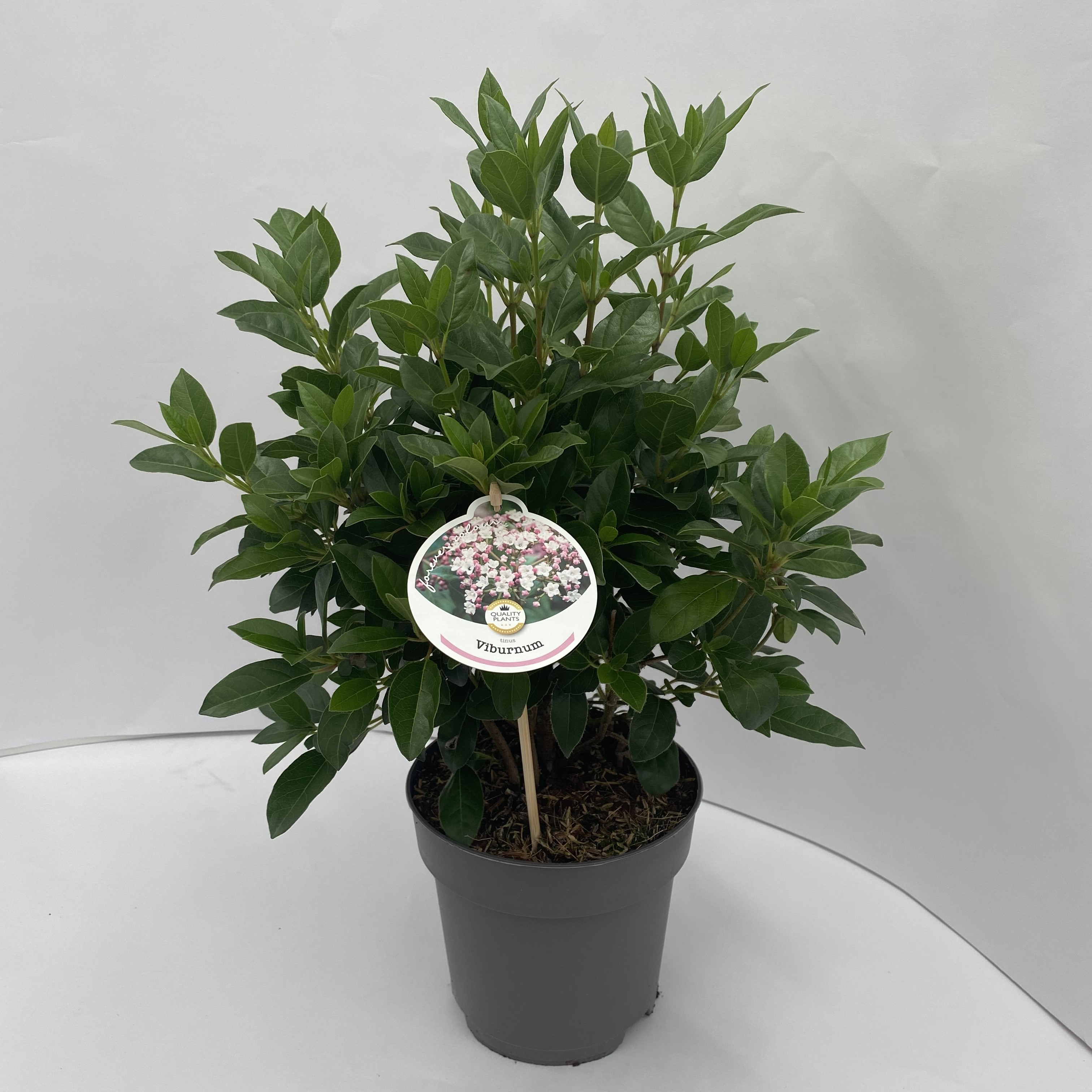 Picture of Viburnum tinus P17 (2 Ltr)