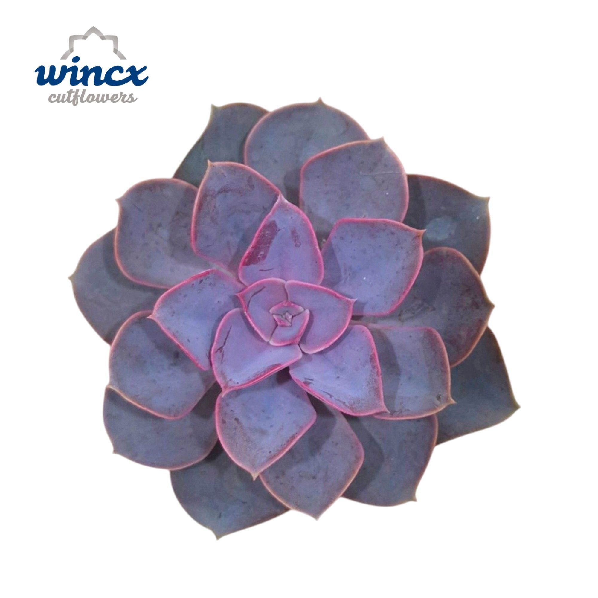 Echeveria Metallica Pearl Cutflower