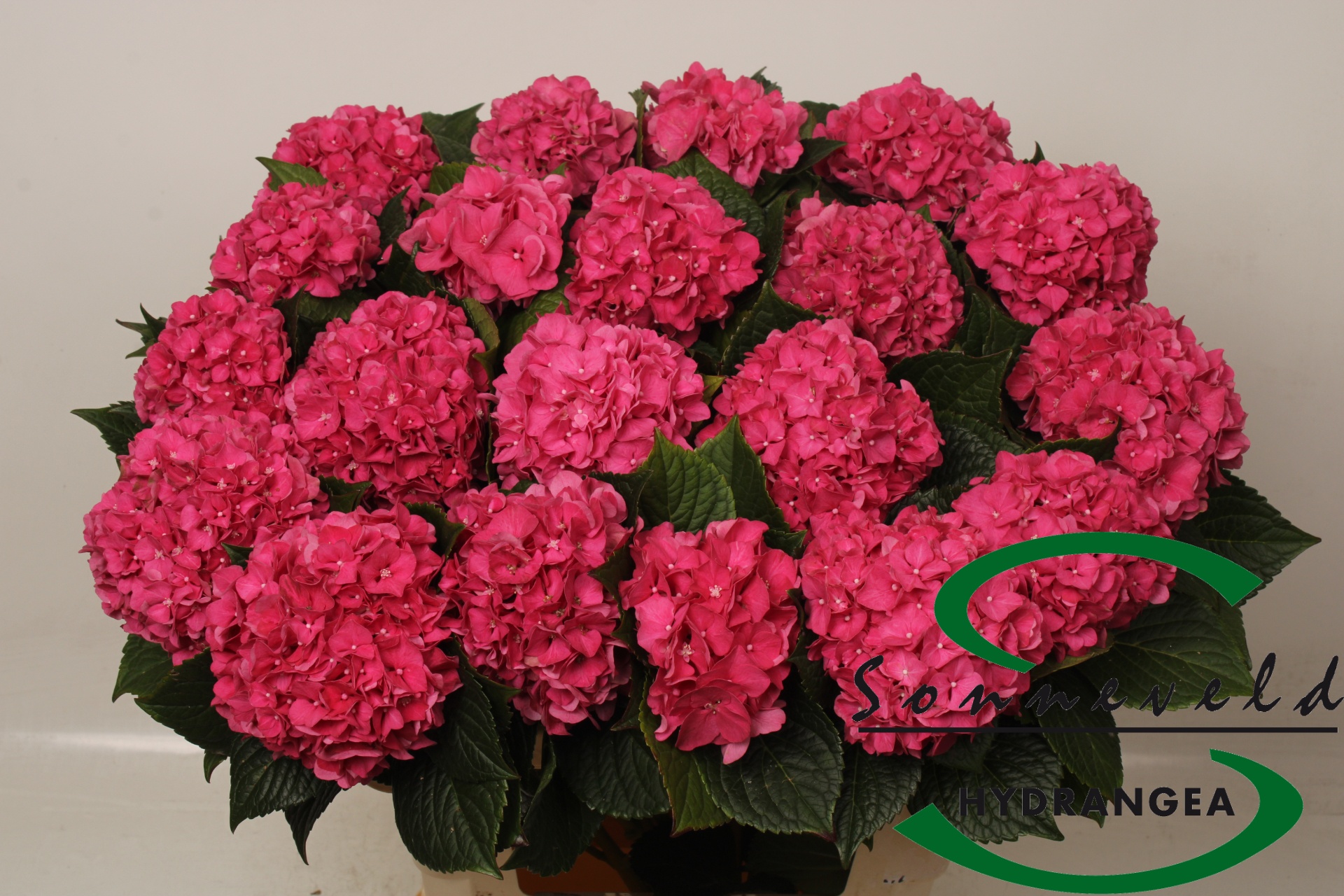 Hydrangea Glowing Alps Pink 60cm 8Ø