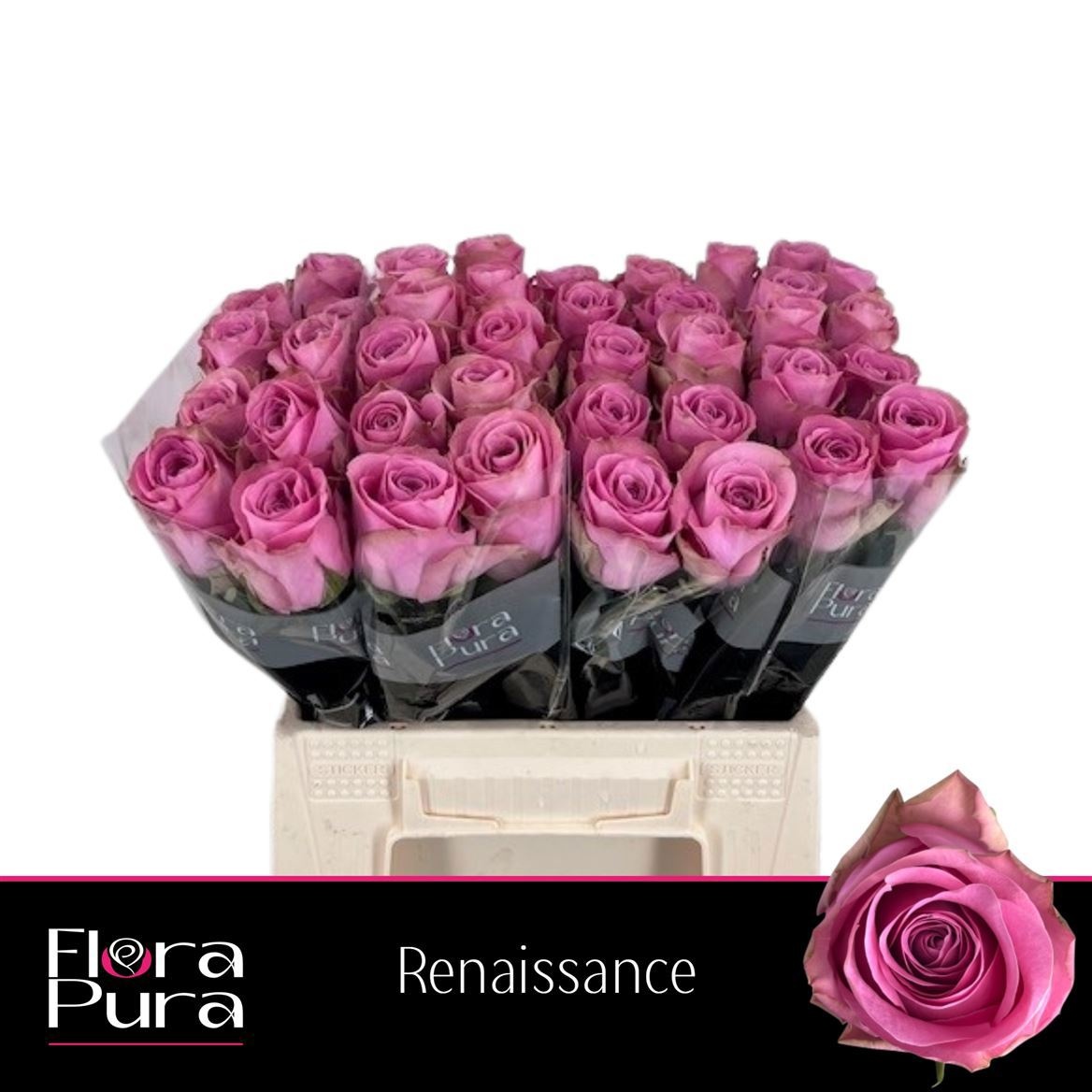 R Gr Renaissance