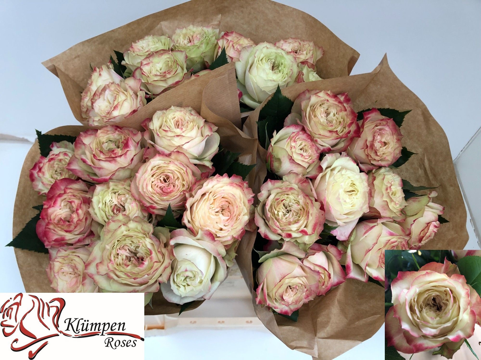 Rosa Apple Jack 40cm