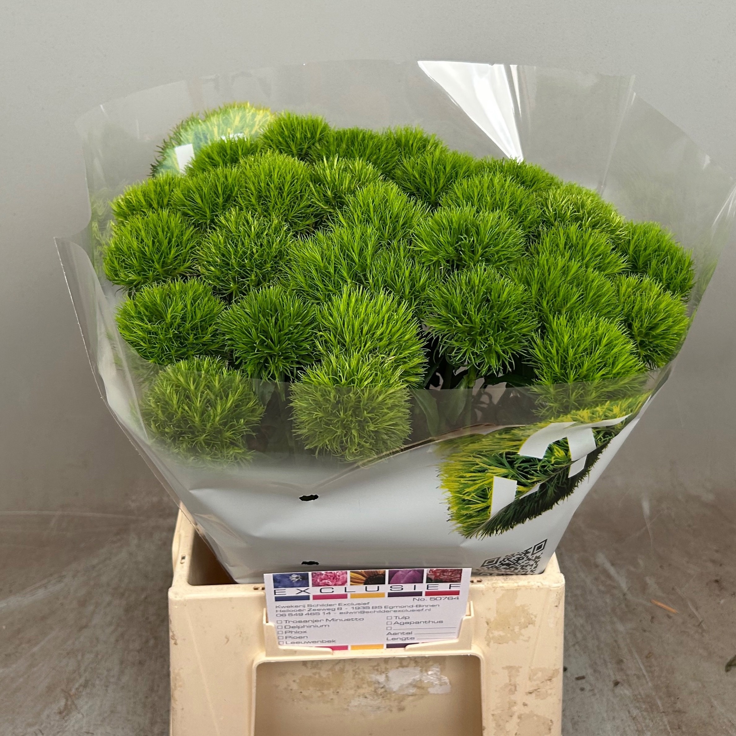 Dianthus Barb Kiwi Cool 45cm