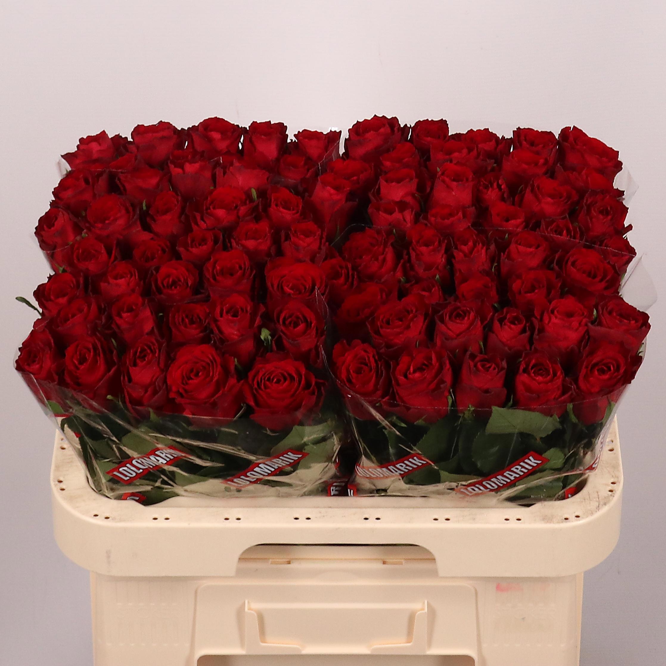 Rosa Madam Red 60cm