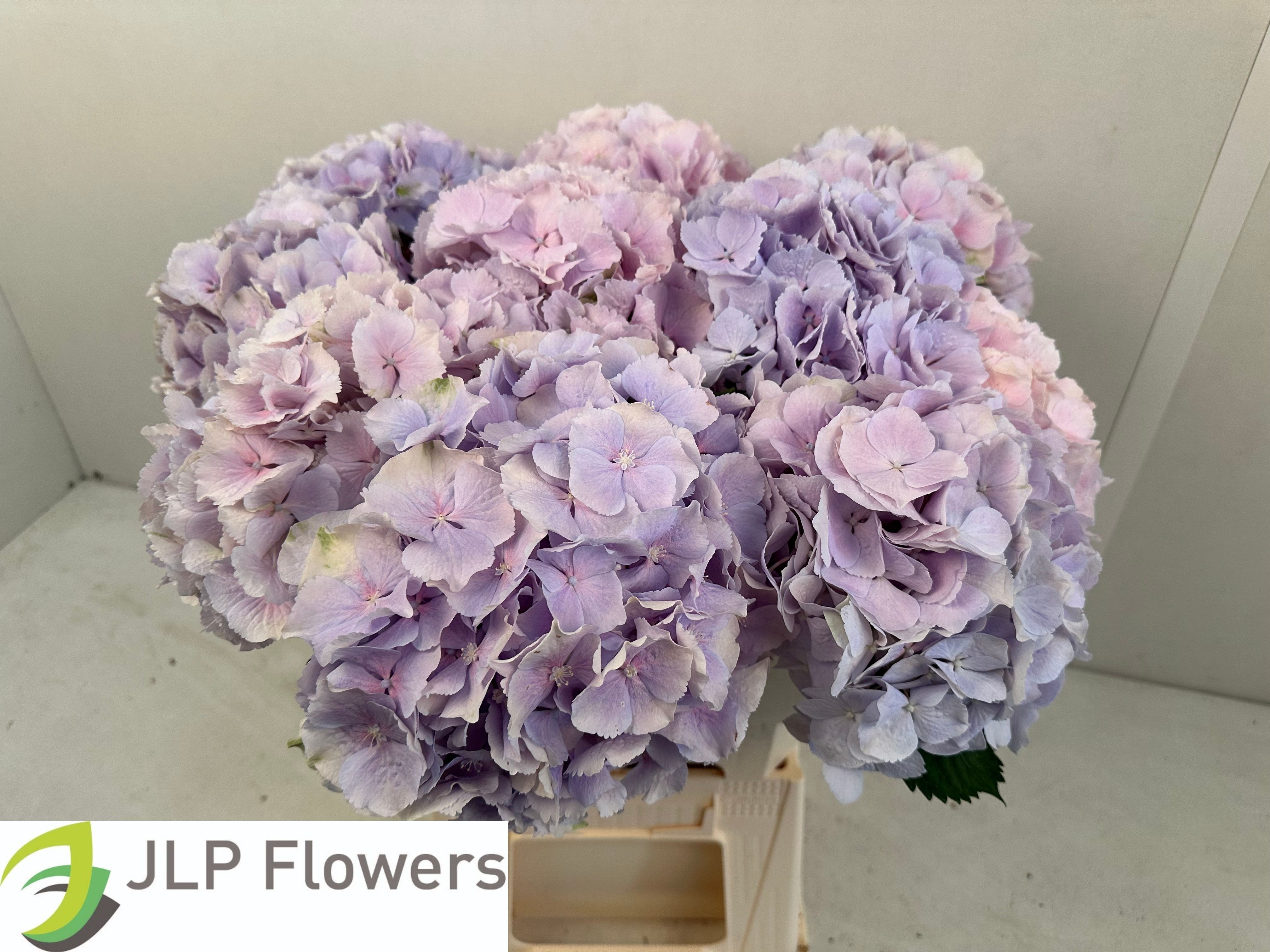 Hydrangea Verena Pink 60cm 20Ø