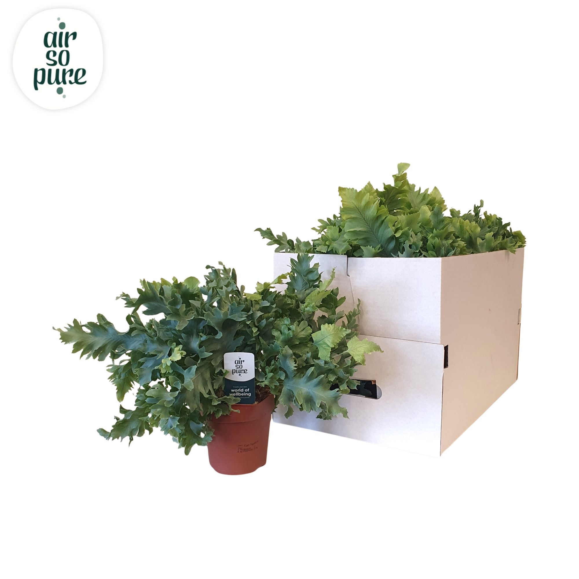 Phlebodium davana ECO
