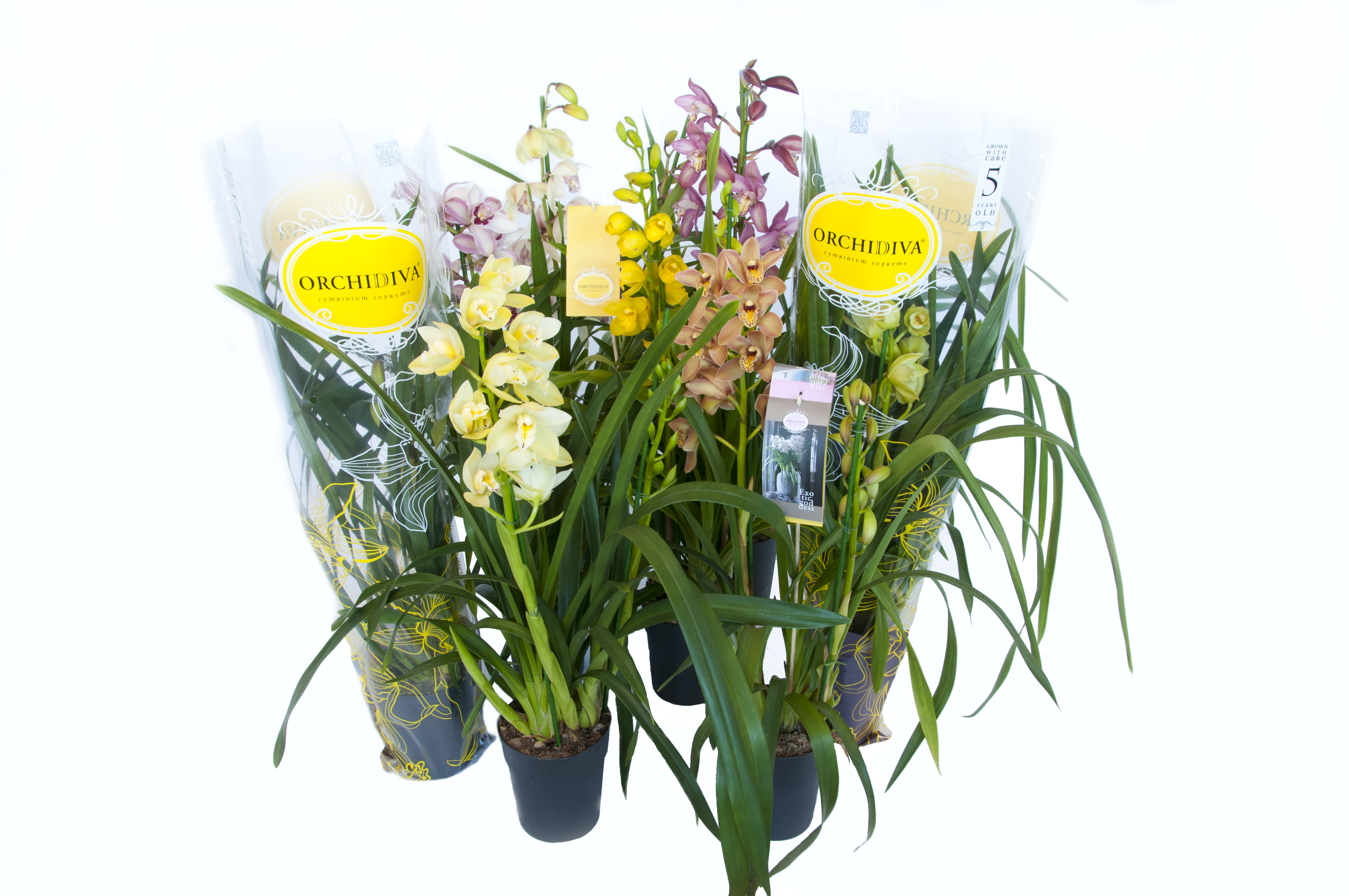 Picture of Cymbidium Piccobello in varieties 1 shoot P14 60CM