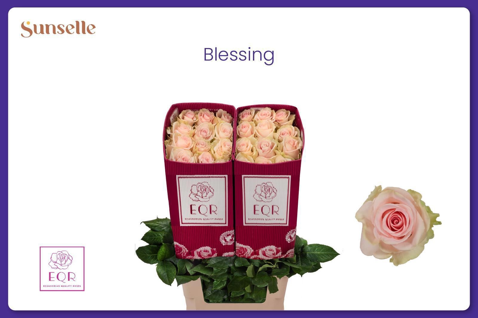 Rosa Blessing 60cm