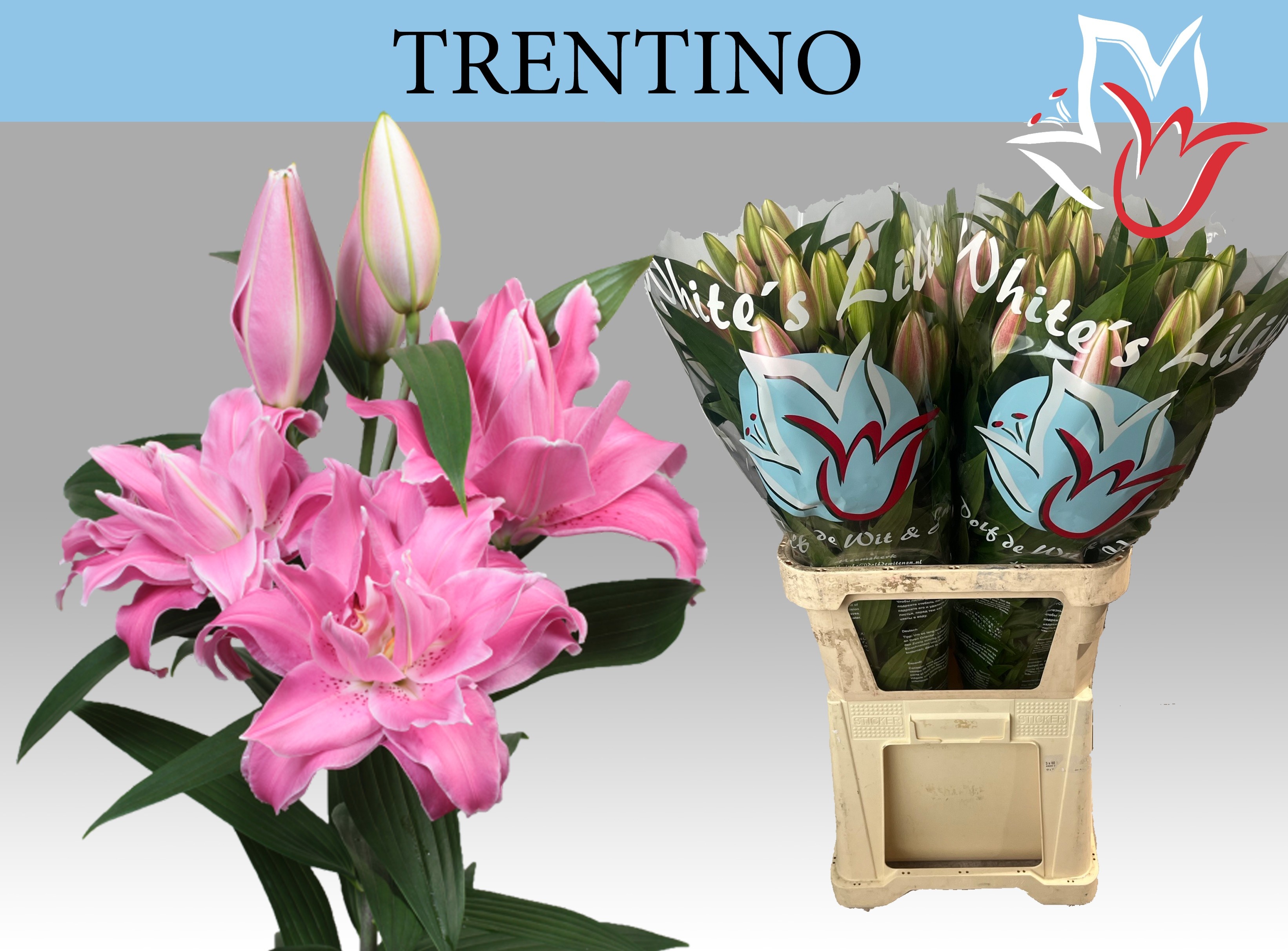 Li Or Trentino 80cm 5/7bl
