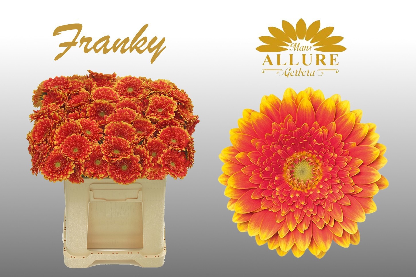 Gerbera Mini Franky