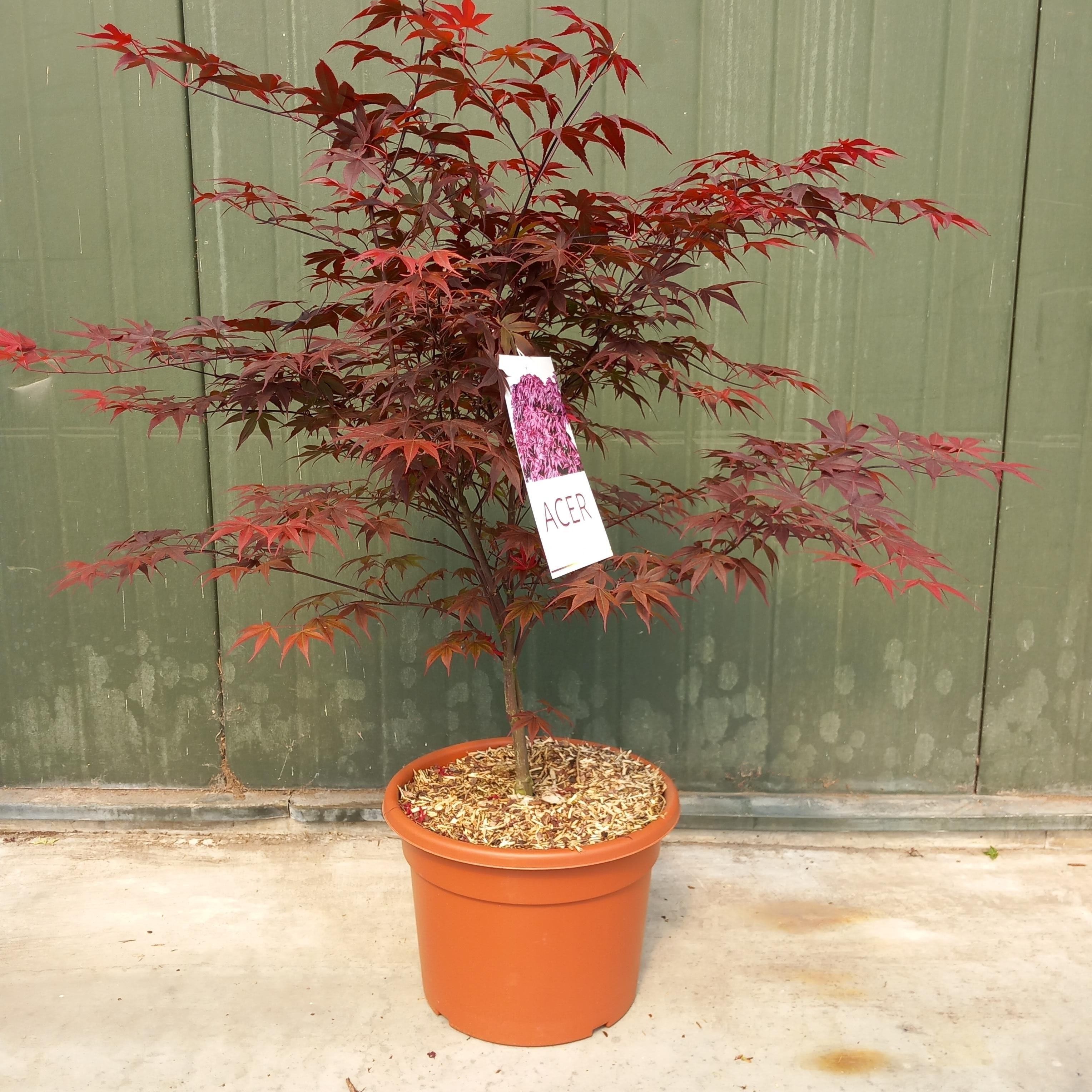 Picture of Acer pal. Bloodgood
