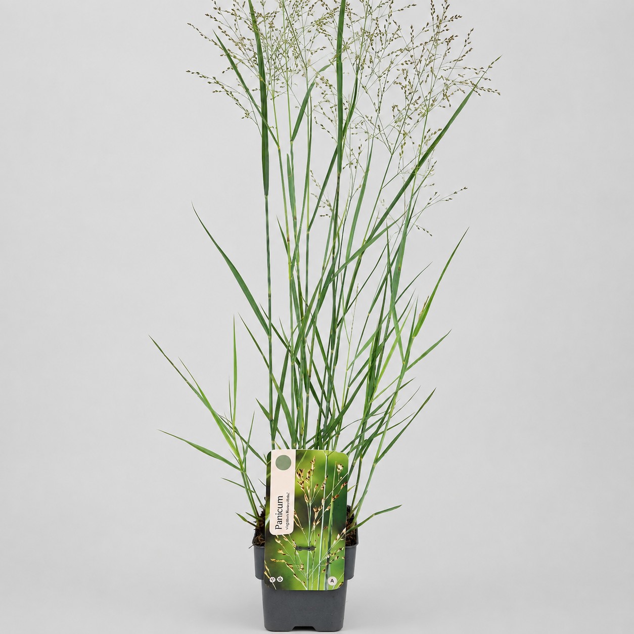 Panicum virgatum 'Heavy Metal'