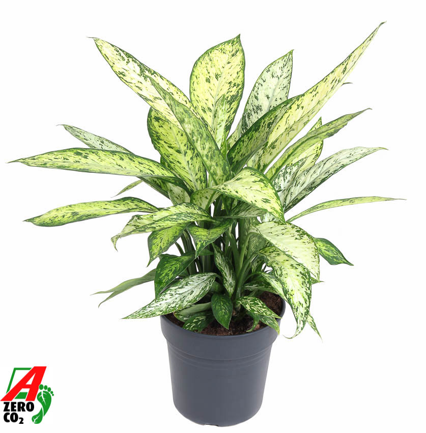 Picture of Dieffenbachia Vesuvius P24 70CM