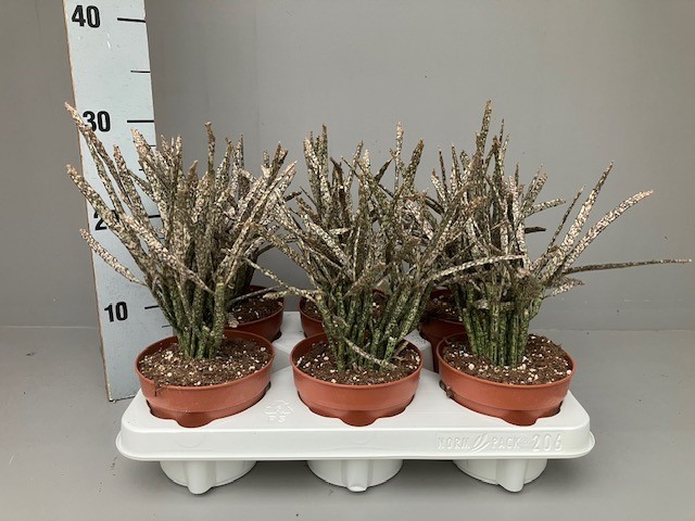 Picture of Euphorbia platyclada P12 40CM