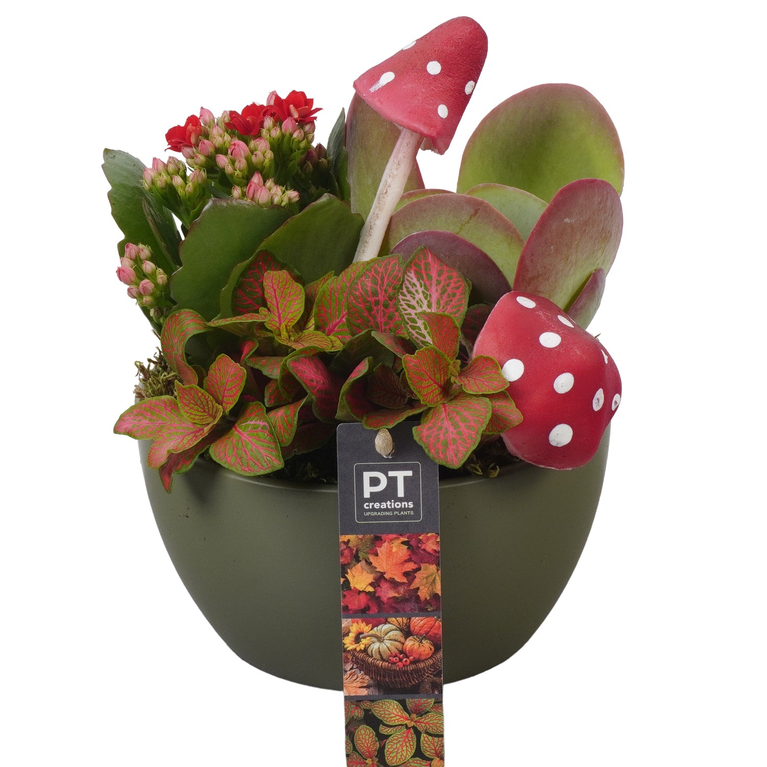 Picture of PTAO5810 Arrangement Autumn Indoor in ceramic bowl P15 22CM