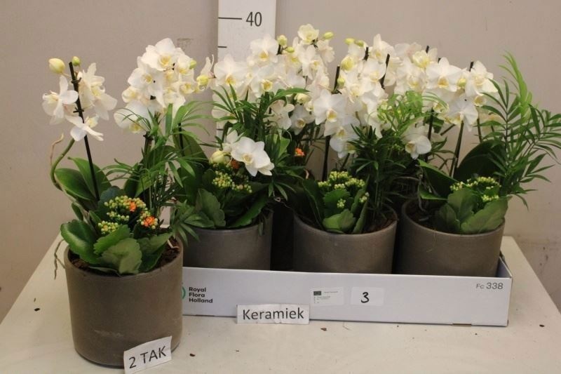 Arrangement Phalaenopsis Mt 18Ø 40cm