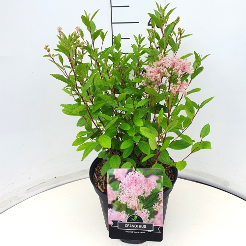 Picture of Ceanothus pallidus Marie Simon P29 (10 Ltr)