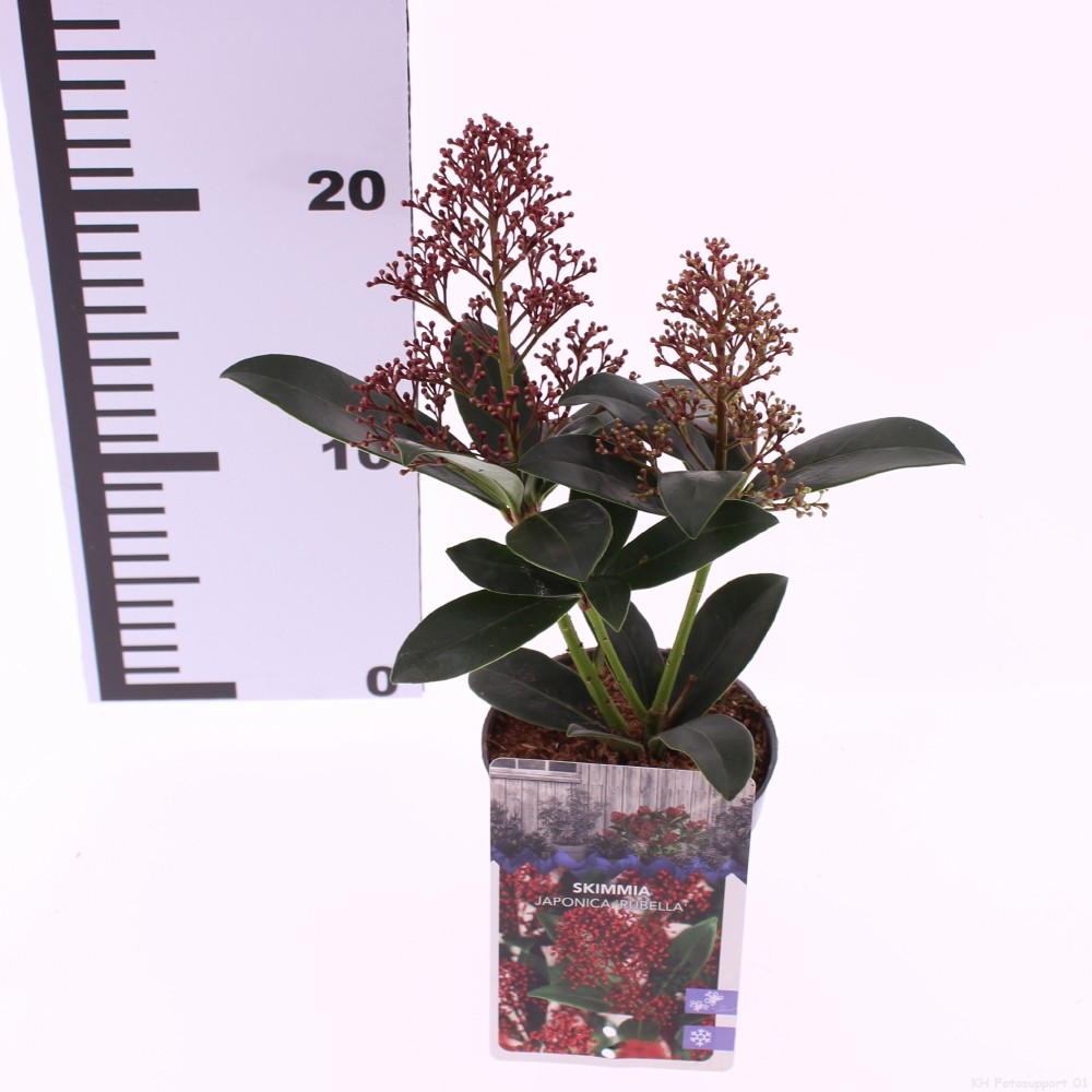 Picture of Skimmia jap. 'Rubella'