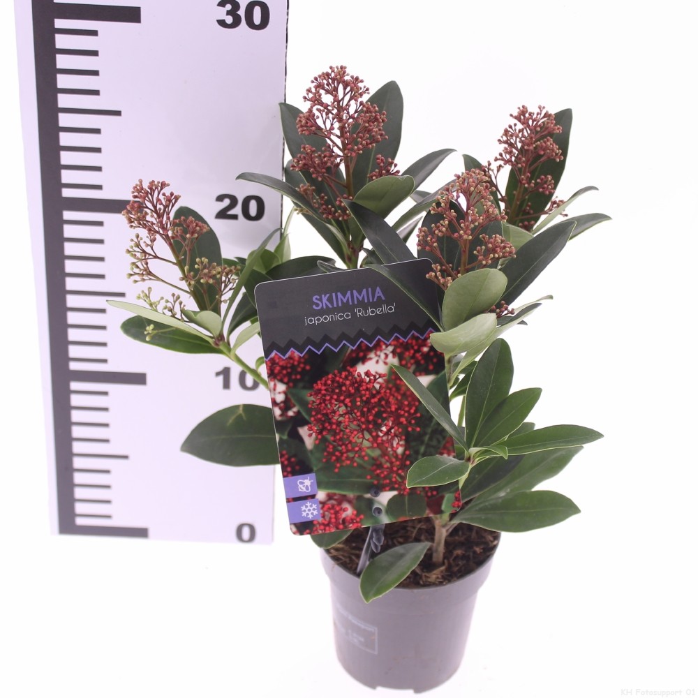 Picture of Skimmia jap. 'Rubella'