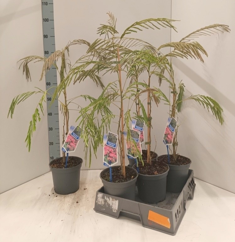 Albizia julibrissin - Overige bomen