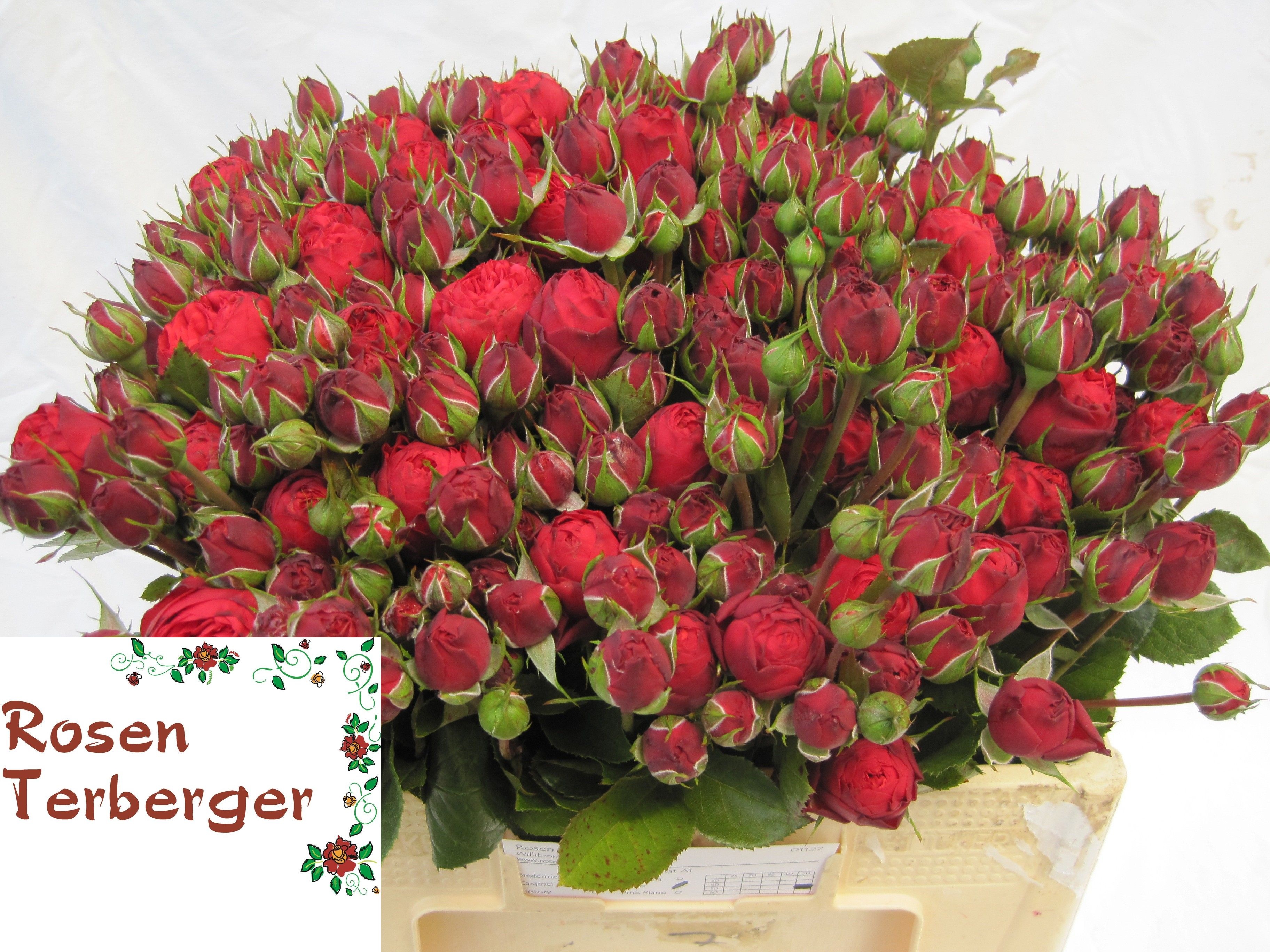 Rosa Garden Red Piano 50cm