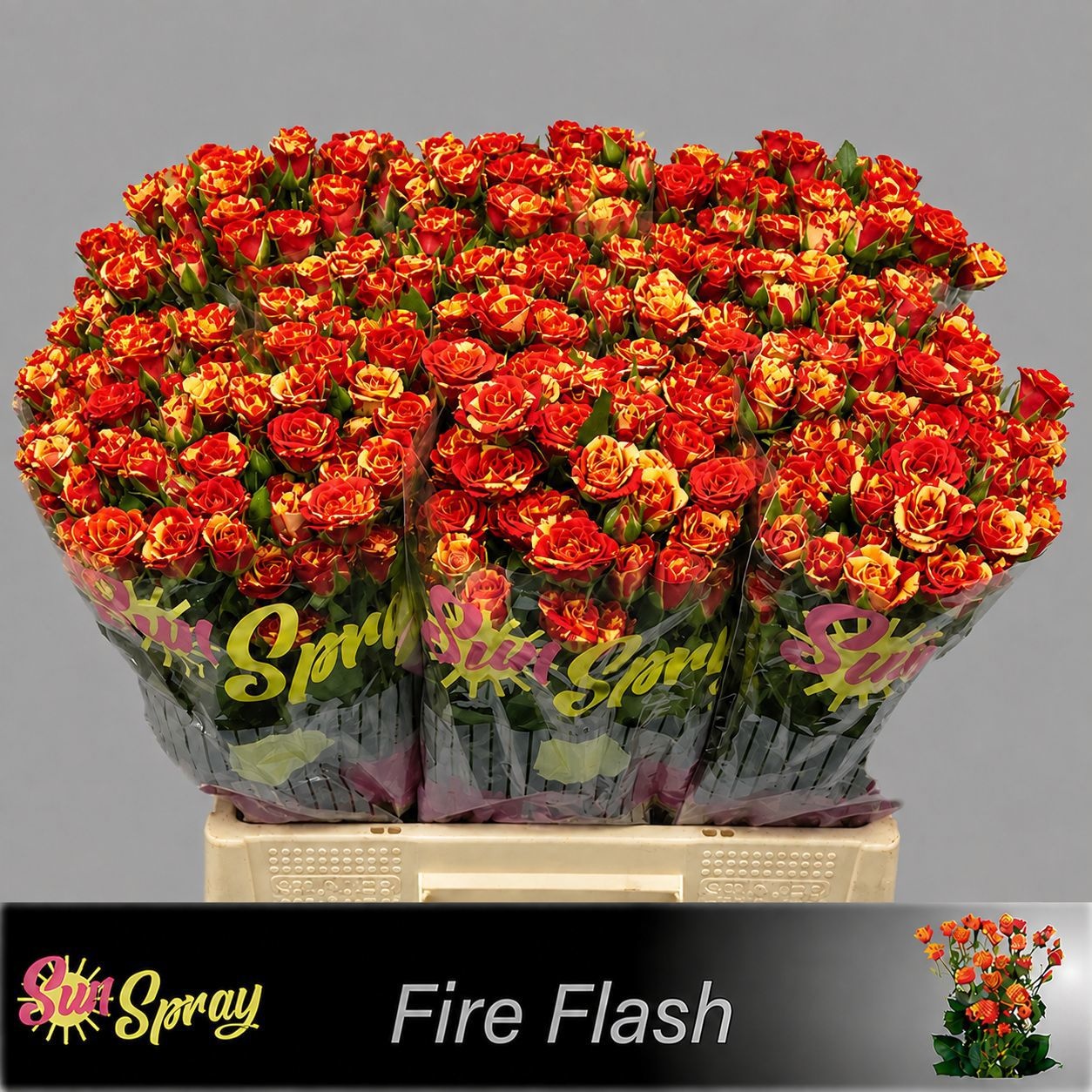 Rosa Spr Fire Flash 60cm